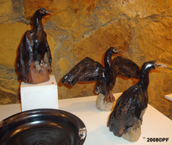 Cormoranes