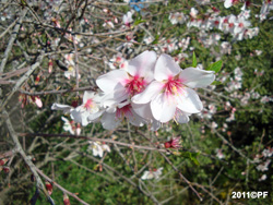 Flores de almendro en febrero