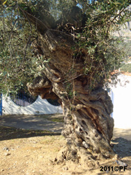 Almendro de ms de 1000 aos de edad