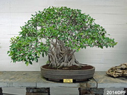 Bonsi de ficus retusa de China, 500 aos de edad