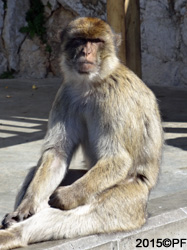 Gibraltar's ape colony is a must