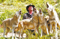 Jefe de la manada Daniel aullando con sus lobos