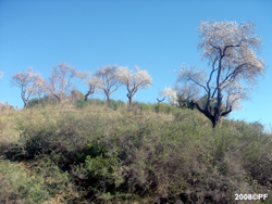 Almendros en flor