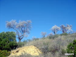 Almendros en flor